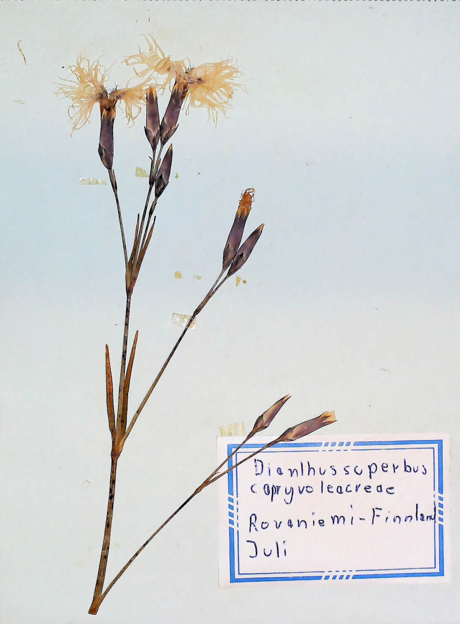 In Finnland nördlich von Rovaniemi im Juli des Jahres 1966 gefundene und anschließend gepresste und getrocknete Dianthus superbus in meinem Herbarium aus dem Jahre 1966. Erwin Thomasius.