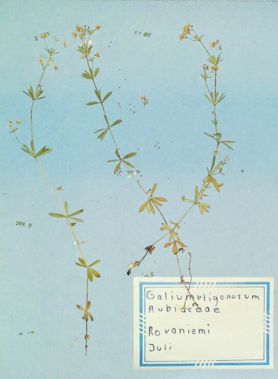 In Finnland nördlich von Rovaniemi gefundenes und anschließend gepresstes und getrocknetes Moor-Labkraut in meinem Herbarium aus dem Jahre 1966. Erwin Thomasius.