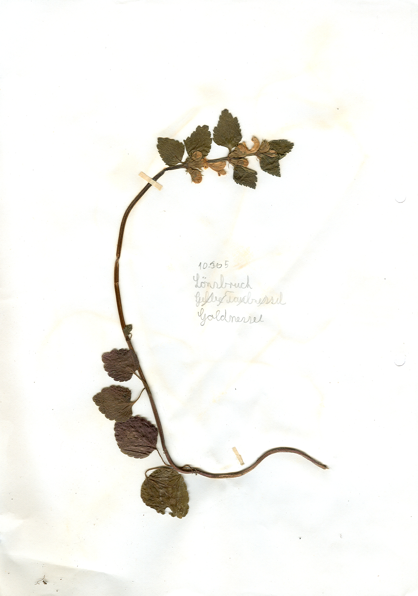 In Hildesheim im Lönsbruch gefundene und anschließend gepresste und getrocknete Goldnessel in meinem Herbarium aus dem Jahre 1965. Erwin Thomasius.