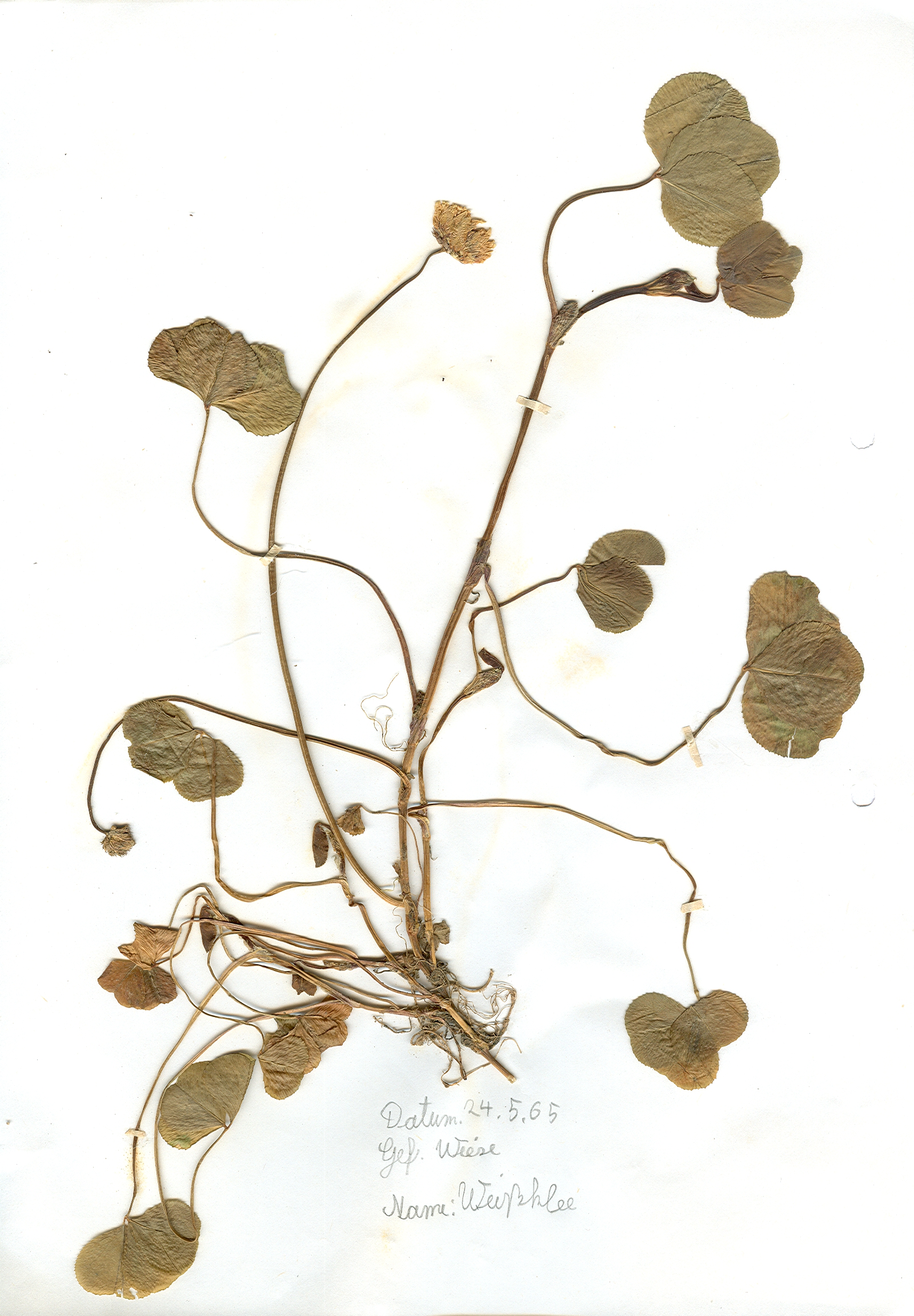 In einer Wiese gefundener und anschließend gepresster und getrockneter Weißklee in meinem Herbarium aus dem Jahre 1965. Erwin Thomasius.