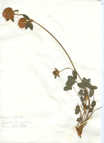 Auf dem Innersteufer gefundener und anschließend gepresster und getrockneter Roter Klee in meinem Herbarium aus dem Jahre 1965. Erwin Thomasius.