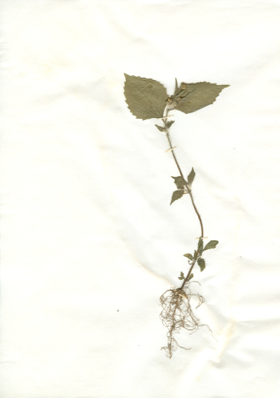 Irgendwo gefundene und anschließend gepresste und getrocknete Pflanze in meinem Herbarium aus dem Jahre 1965. Erwin Thomasius.