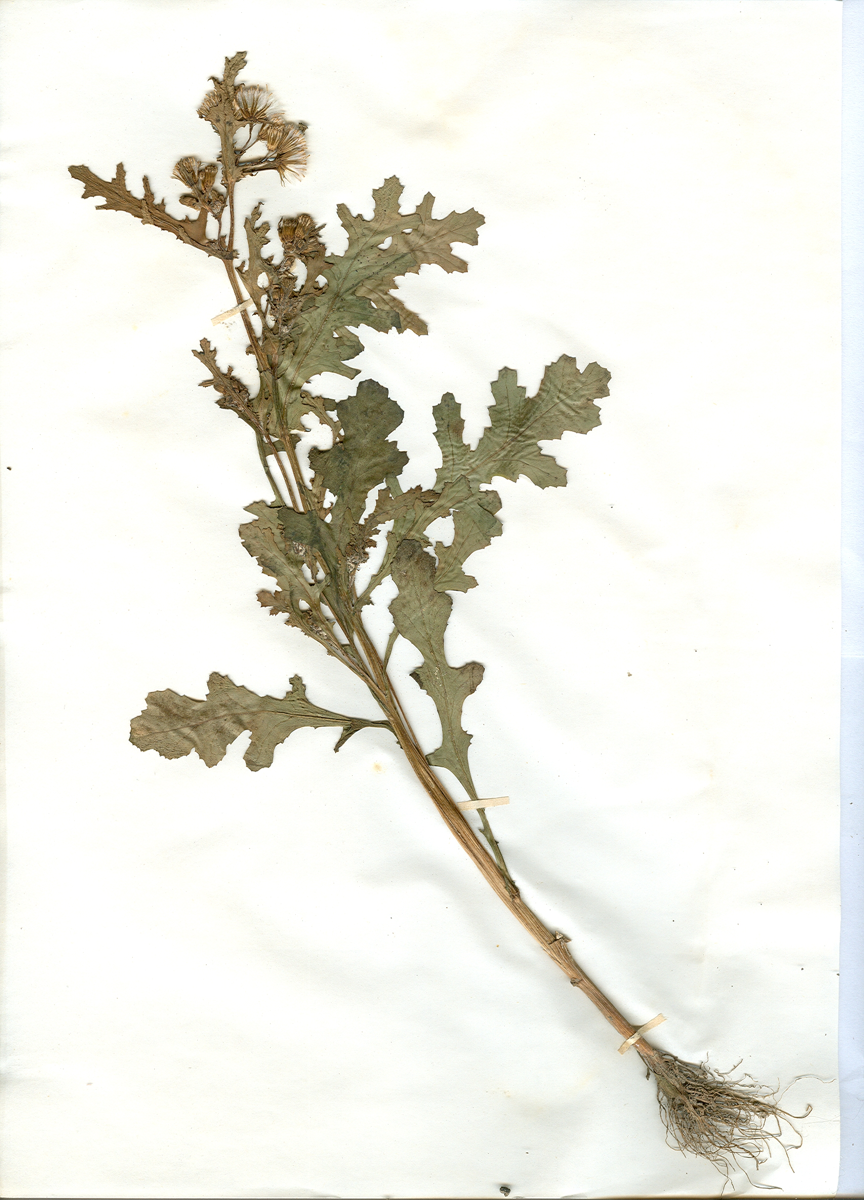 Irgendwo gefundene und anschließend gepresste und getrocknete Pflanze in meinem Herbarium aus dem Jahre 1965. Erwin Thomasius.