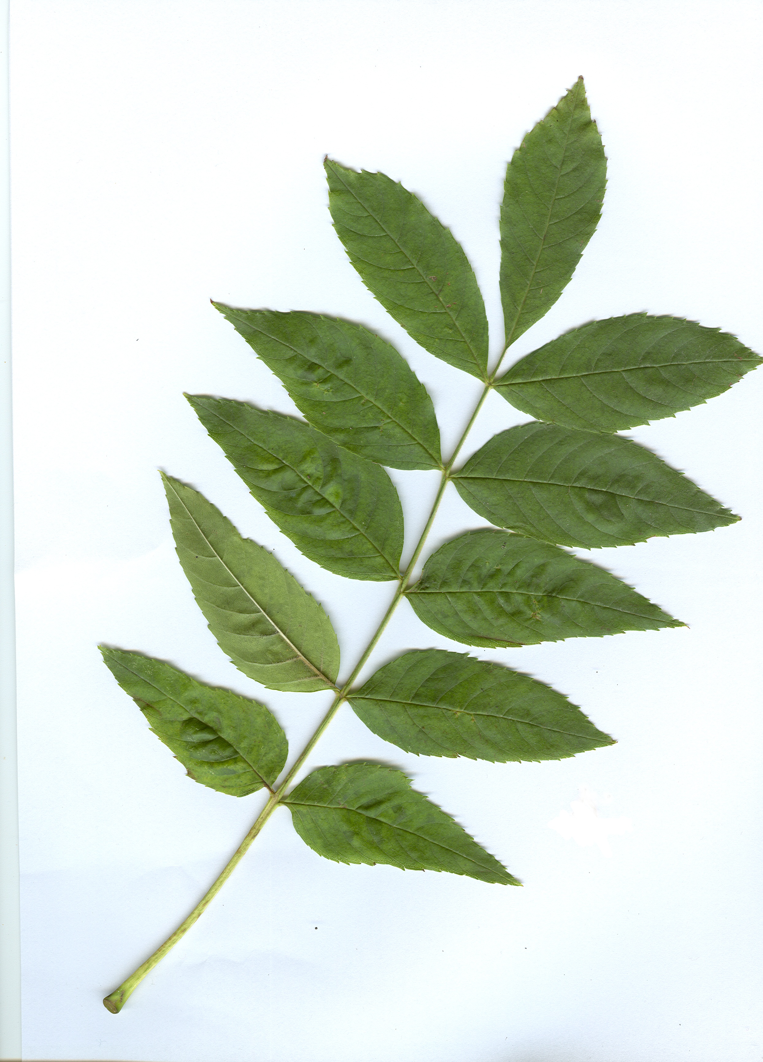 In Farbe eingescannt: Der heruntergefallene Blatt eines Geweihbaumes das ich am Dienstag dem 14. Oktober 2014 im Park Thomashöhe im Bezirk Neukölln in Berlin unter einem Geweihbaum gefunden habe.