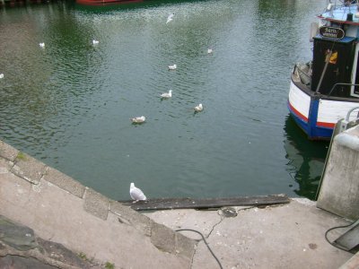 Farbfoto: Möwen in Warnemünde im Juni des Jahres 2009. Rechts oben im Bild der Fischkutter BARTH. Fotograf: Bernd Paepcke.