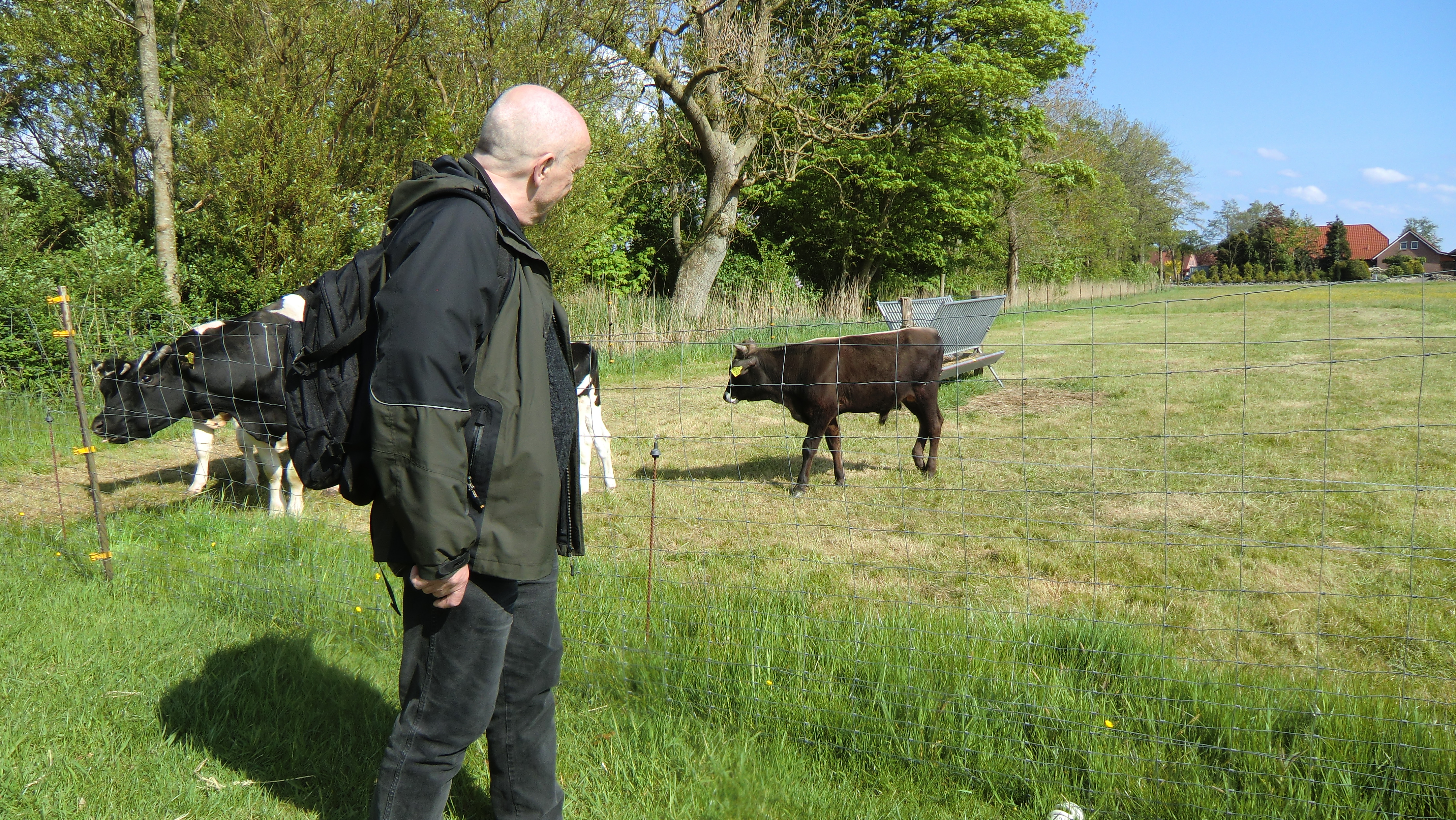 Farbfoto: Ein Besucher des Woldenhofs betrachtet das mit der Flasche aufgezogene männliche braune Kalb von nachgezüchteten Auerochsen Jonte auf einer Wiese in Wiegboldsbur in Ostfriesland im Mai des Jahres 2016. Fotografin: I.O.