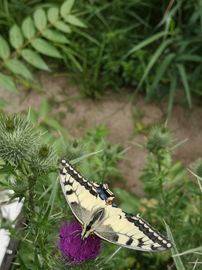 Farbfoto: Der Schmetterlinf Schwalbenschwanz im Volkspark Hasenheide im Bezirk Neukölln in Berlin im Juli des Jahres 2022. Fotograf: Erwin Thomasius.