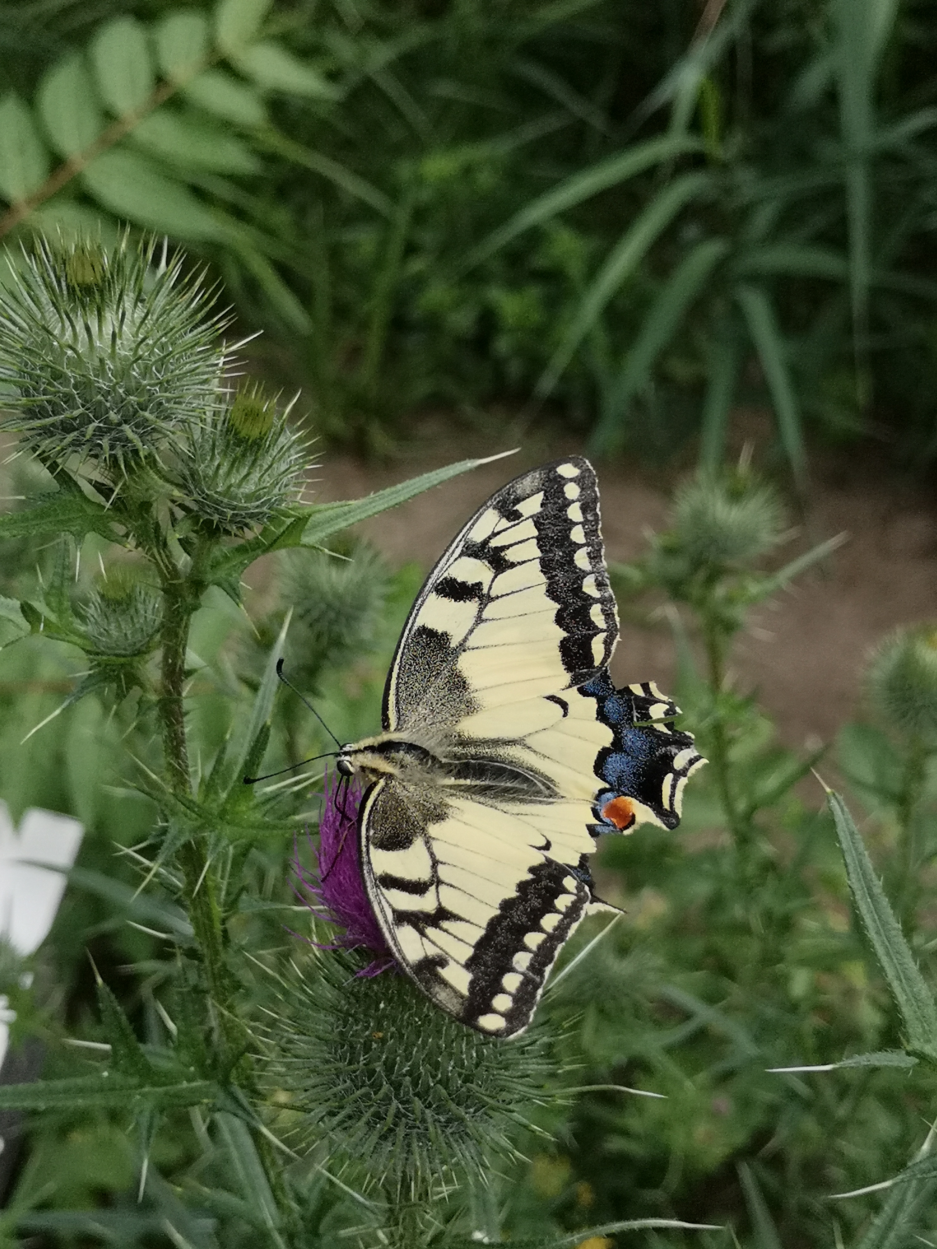 Farbfoto: Der Schmetterling Papilio machaon auf einer Distel im Volkspark Hasenheide in Berlin im Juli 2022. Fotograf: Erwin Thomasius.