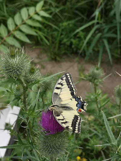 Farbfoto: Der Schmetterlinf Schwalbenschwanz im Volkspark Hasenheide im Bezirk Neukölln in Berlin im Juli des Jahres 2022. Fotograf: Erwin Thomasius.