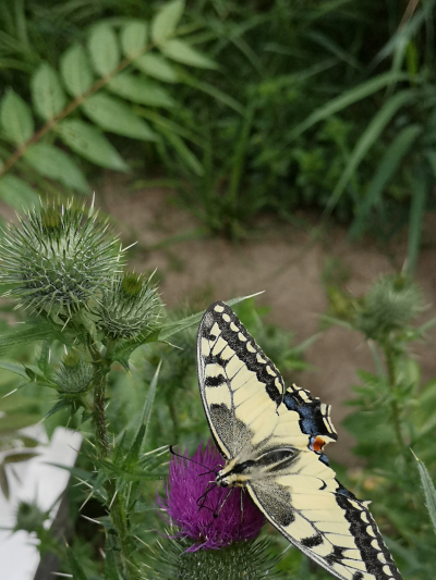 Farbfoto: Der Schmetterlinf Schwalbenschwanz im Volkspark Hasenheide im Bezirk Neukölln in Berlin im Juli des Jahres 2022. Fotograf: Erwin Thomasius.