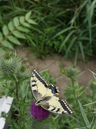 Farbfoto: Der Schmetterlinf Schwalbenschwanz im Volkspark Hasenheide im Bezirk Neukölln in Berlin im Juli des Jahres 2022. Fotograf: Erwin Thomasius.